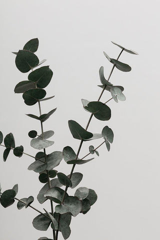 Eucalyptus Natural 04 Black Ornate Wood Framed Art Print with Double Matting by 1x Studio III