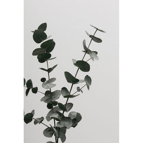 Eucalyptus Natural 04 White Modern Wood Framed Art Print by 1x Studio III