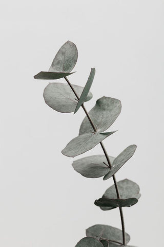 Eucalyptus Natural 06 Black Ornate Wood Framed Art Print with Double Matting by 1x Studio III