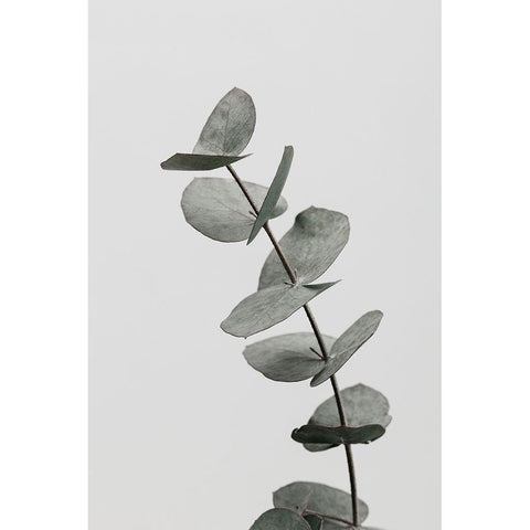 Eucalyptus Natural 06 Black Modern Wood Framed Art Print by 1x Studio III