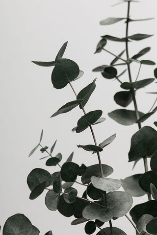 Eucalyptus Natural 08 Black Ornate Wood Framed Art Print with Double Matting by 1x Studio III