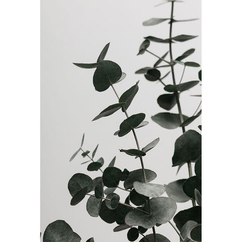 Eucalyptus Natural 08 Black Modern Wood Framed Art Print by 1x Studio III