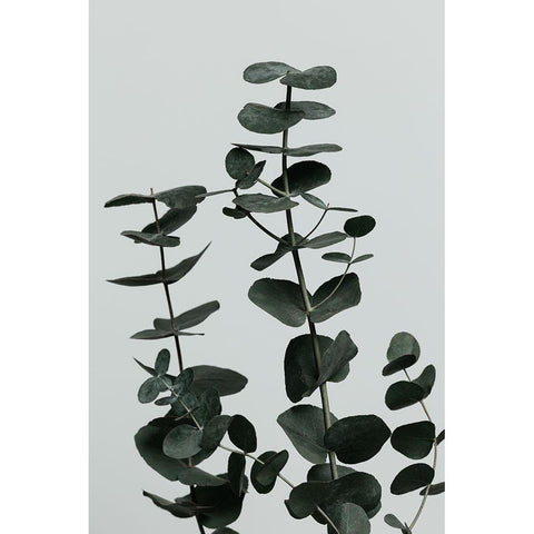 Eucalyptus Natural 11 White Modern Wood Framed Art Print by 1x Studio III