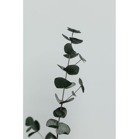 Eucalyptus Natural 10 White Modern Wood Framed Art Print by 1x Studio III