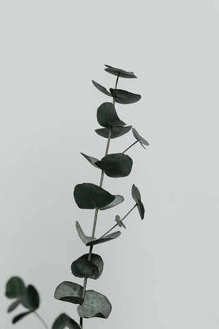 Eucalyptus Natural 10 Black Ornate Wood Framed Art Print with Double Matting by 1x Studio III