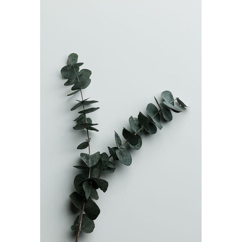 Eucalyptus Wall 02 White Modern Wood Framed Art Print by 1x Studio III