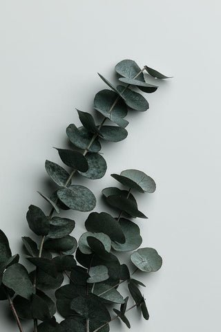 Eucalyptus Wall 01 Black Ornate Wood Framed Art Print with Double Matting by 1x Studio III