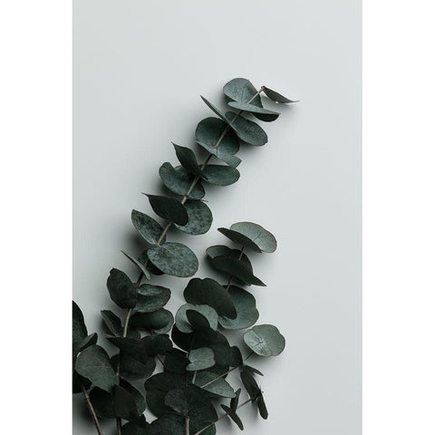 Eucalyptus Wall 01 Black Modern Wood Framed Art Print with Double Matting by 1x Studio III