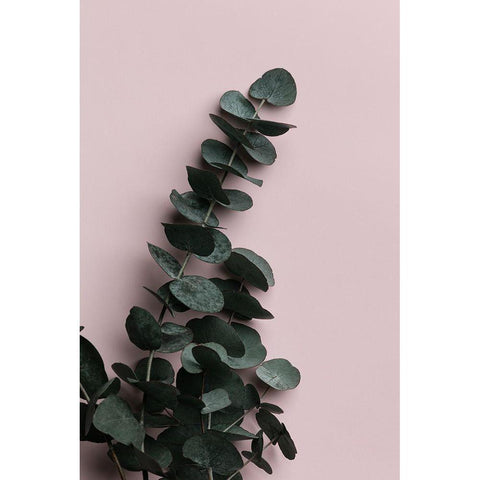 Eucalyptus Pink No02 Black Modern Wood Framed Art Print with Double Matting by 1x Studio III