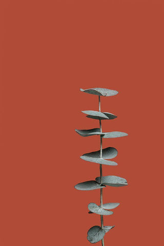 Eucalyptus Rust 01 White Modern Wood Framed Art Print with Double Matting by 1x Studio III