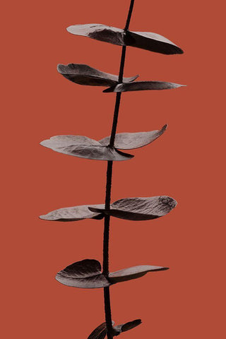 Eucalyptus Rust 03 Black Ornate Wood Framed Art Print with Double Matting by 1x Studio III