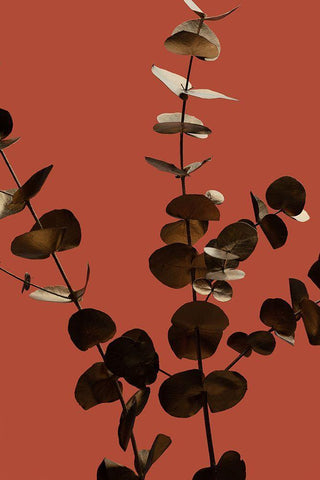 Eucalyptus Gold Rust 01 White Modern Wood Framed Art Print with Double Matting by 1x Studio III