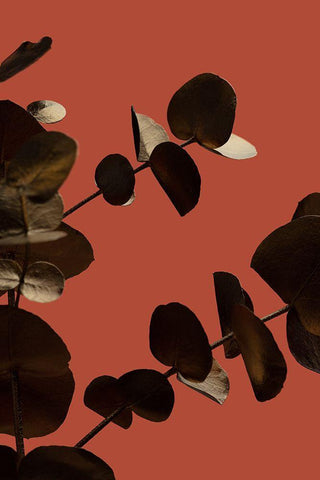 Eucalyptus Gold Rust 02 White Modern Wood Framed Art Print with Double Matting by 1x Studio III