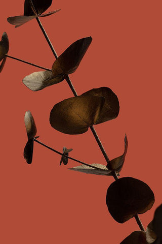 Eucalyptus Gold Rust 03 White Modern Wood Framed Art Print with Double Matting by 1x Studio III