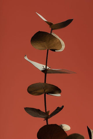 Eucalyptus Gold Rust 04 White Modern Wood Framed Art Print with Double Matting by 1x Studio III