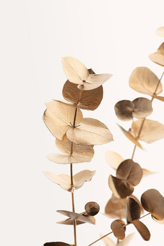 Eucalyptus Gold No 01 White Modern Wood Framed Art Print with Double Matting by 1x Studio III