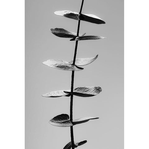 Eucalyptus Black a White Gold Ornate Wood Framed Art Print with Double Matting by 1x Studio III