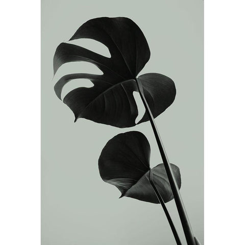 Monstera Teal 01 Black Modern Wood Framed Art Print with Double Matting by 1x Studio III
