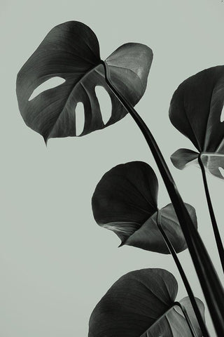 Monstera Teal 04 Black Ornate Wood Framed Art Print with Double Matting by 1x Studio III