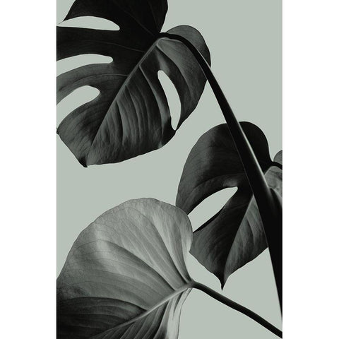 Monstera Teal 07 White Modern Wood Framed Art Print by 1x Studio III