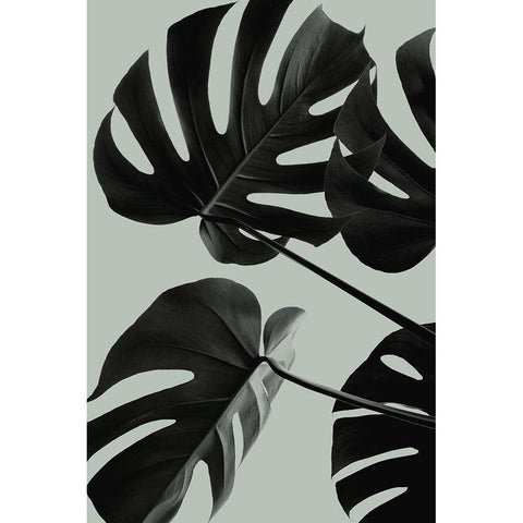 Monstera Teal 08 Black Modern Wood Framed Art Print with Double Matting by 1x Studio III