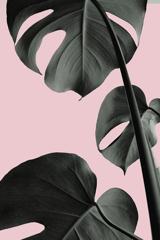 Monstera Pink No 03 Black Ornate Wood Framed Art Print with Double Matting by 1x Studio III