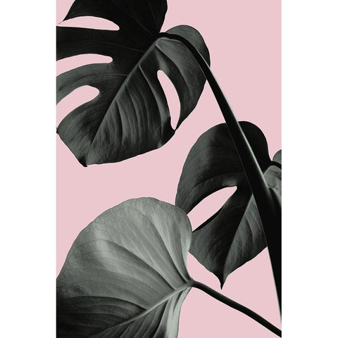 Monstera Pink No 04 Black Modern Wood Framed Art Print with Double Matting by 1x Studio III