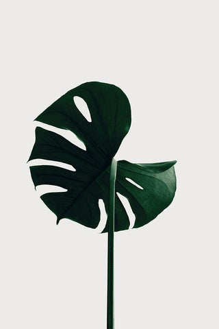 Monstera Natural 06 White Modern Wood Framed Art Print with Double Matting by 1x Studio III