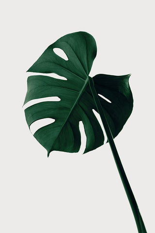 Monstera Natural 07 White Modern Wood Framed Art Print with Double Matting by 1x Studio III
