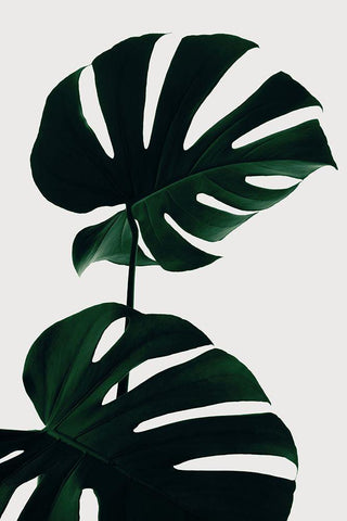 Monstera Natural 09 White Modern Wood Framed Art Print with Double Matting by 1x Studio III