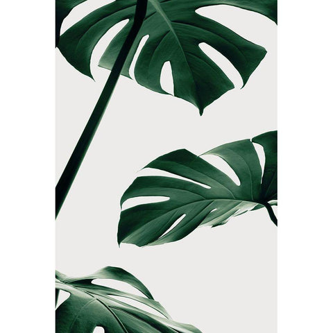 Monstera Natural 13 Black Modern Wood Framed Art Print with Double Matting by 1x Studio III