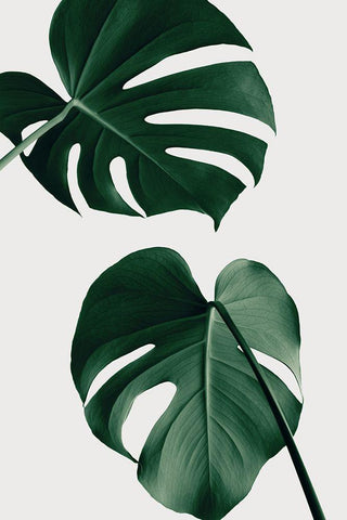 Monstera Natural 18 White Modern Wood Framed Art Print with Double Matting by 1x Studio III