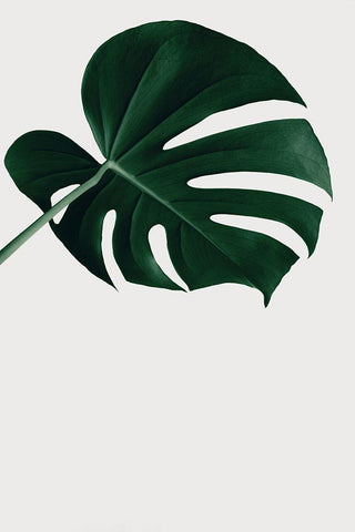 Monstera Natural 19 White Modern Wood Framed Art Print with Double Matting by 1x Studio III