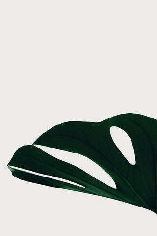 Monstera Natural 21 White Modern Wood Framed Art Print with Double Matting by 1x Studio III