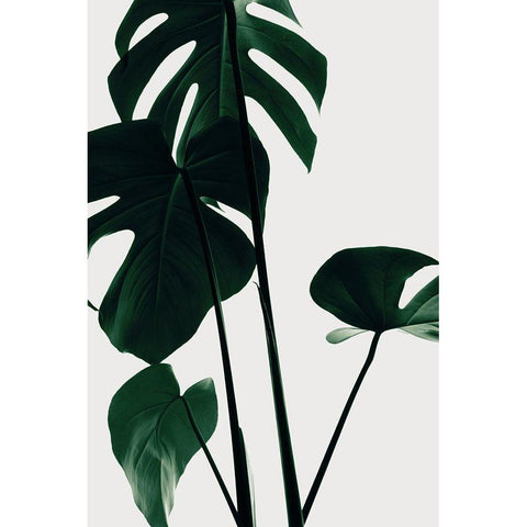 Monstera Natural 25 White Modern Wood Framed Art Print by 1x Studio III