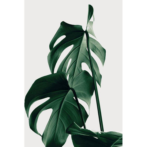 Monstera Natural 26 Black Modern Wood Framed Art Print with Double Matting by 1x Studio III