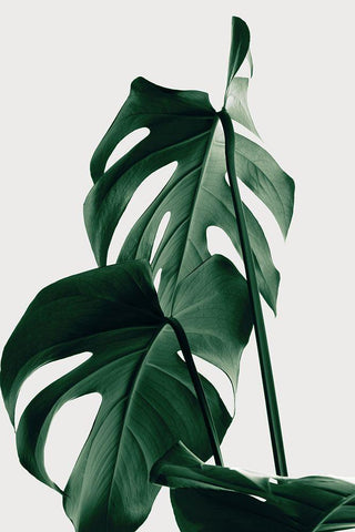 Monstera Natural 26 Black Ornate Wood Framed Art Print with Double Matting by 1x Studio III