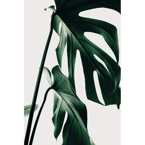 Monstera Natural 27 Gold Ornate Wood Framed Art Print with Double Matting by 1x Studio III