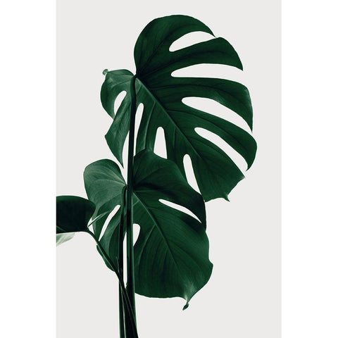 Monstera Natural 28 Black Modern Wood Framed Art Print with Double Matting by 1x Studio III