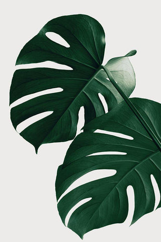 Monstera Natural 32 White Modern Wood Framed Art Print with Double Matting by 1x Studio III