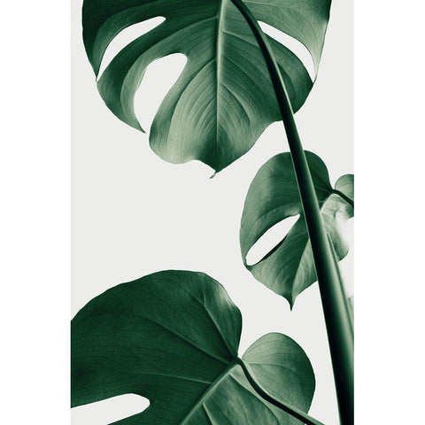 Monstera Natural 37 Black Modern Wood Framed Art Print by 1x Studio III
