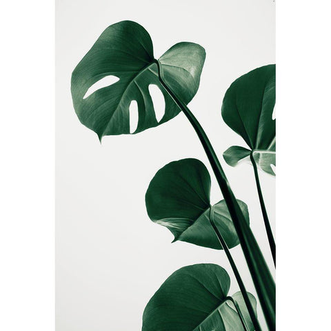Monstera Natural 38 Black Modern Wood Framed Art Print with Double Matting by 1x Studio III