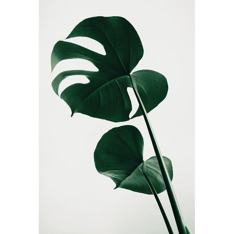 Monstera Natural 41 White Modern Wood Framed Art Print by 1x Studio III