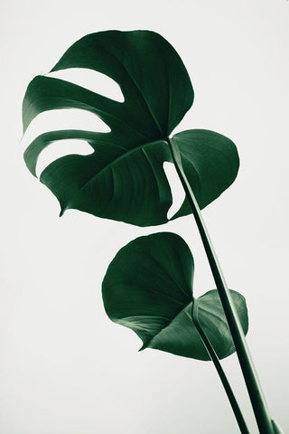 Monstera Natural 41 White Modern Wood Framed Art Print with Double Matting by 1x Studio III
