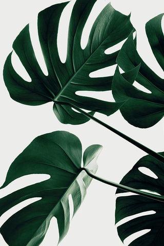 Monstera Natural 43 White Modern Wood Framed Art Print with Double Matting by 1x Studio III