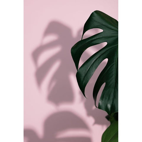 Monstera Pink 10 White Modern Wood Framed Art Print by 1x Studio III