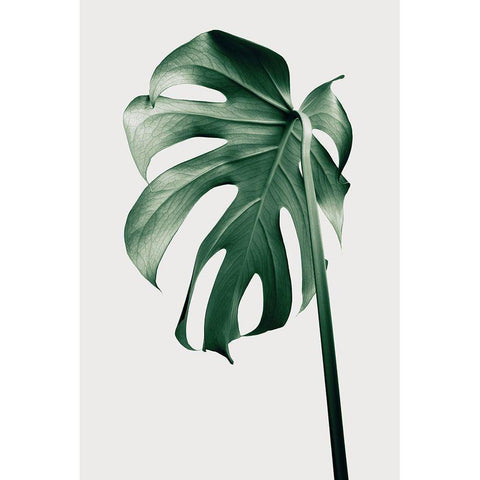 Monstera Natural 44 Black Modern Wood Framed Art Print by 1x Studio III