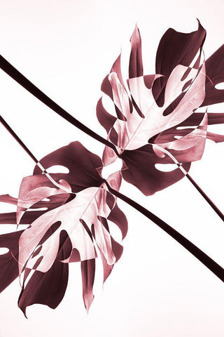 Monstera Kaleidoscope 02 Black Ornate Wood Framed Art Print with Double Matting by 1x Studio III