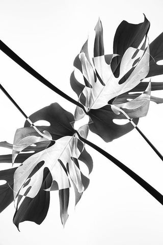 Monstera Kaleidoscope 03 Black Ornate Wood Framed Art Print with Double Matting by 1x Studio III