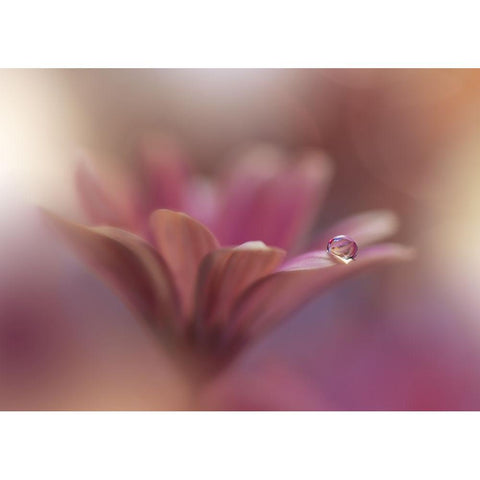 Untitled White Modern Wood Framed Art Print by Nan, Juliana